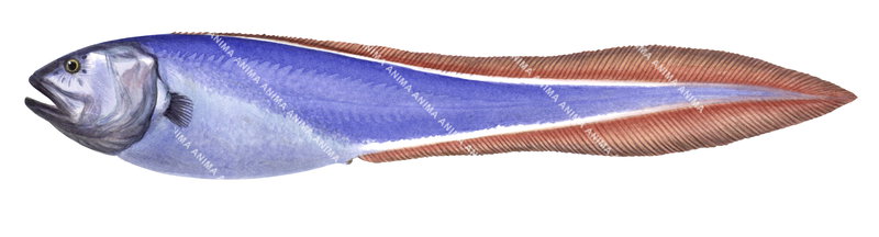 Violet Cusk,Brotulotaenia crassa|High quality scientific illustration