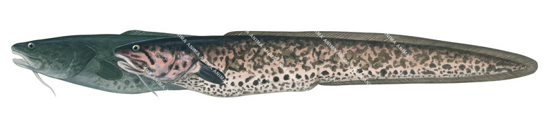 Rock Ling, Base colour variable