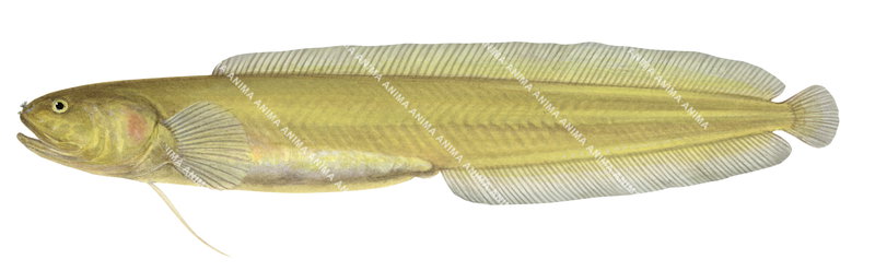 Eastern Yellow Blindfish,Dermatopsis macrodon|Scientific illustration