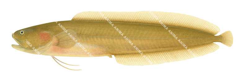 Southern Pygmy Blindfish