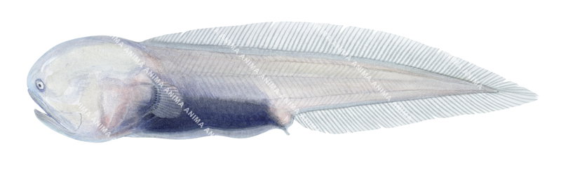 accurate scientific image of the Gelatinous Blindfish,Aphyonus gelatinosus