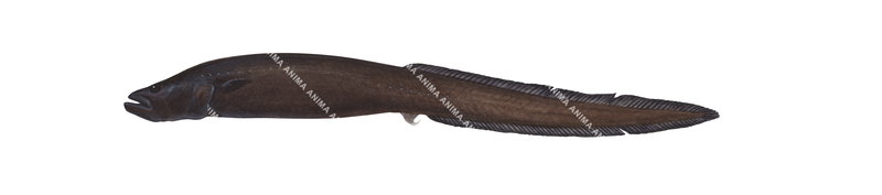 False Cusk,Parabrotula plagiophthalmus|High quality Illustration