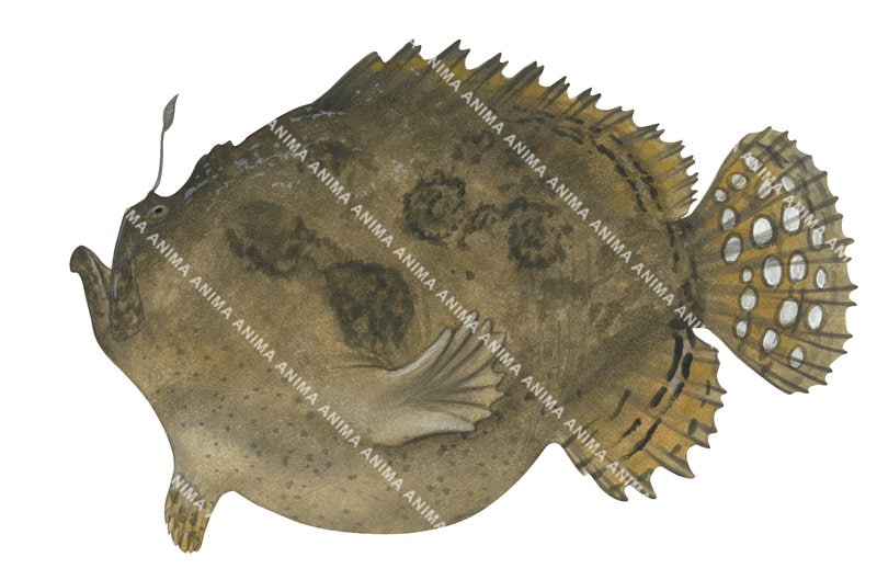 Spot-tail Anglerfish