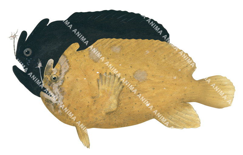 Whitespotted Anglerfish, Variation of colour