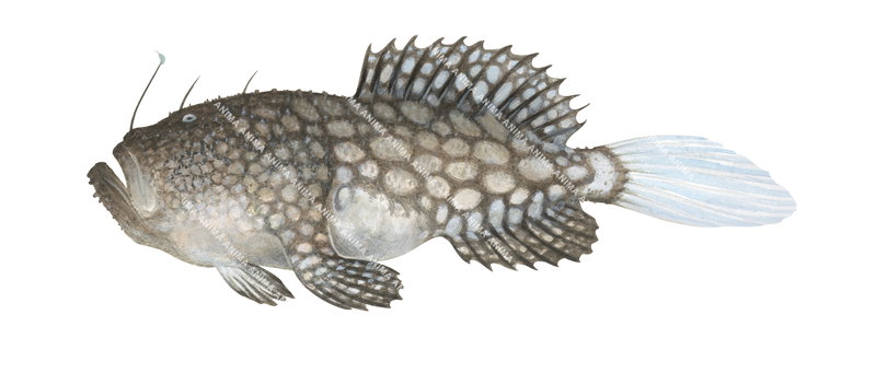 Boschma's Anglerfish,Lophichthys boschmai| Scientific illustration