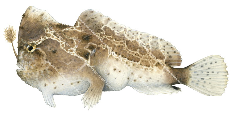 Warty Handfish