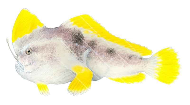 Ziebell's Handfish, Light colour