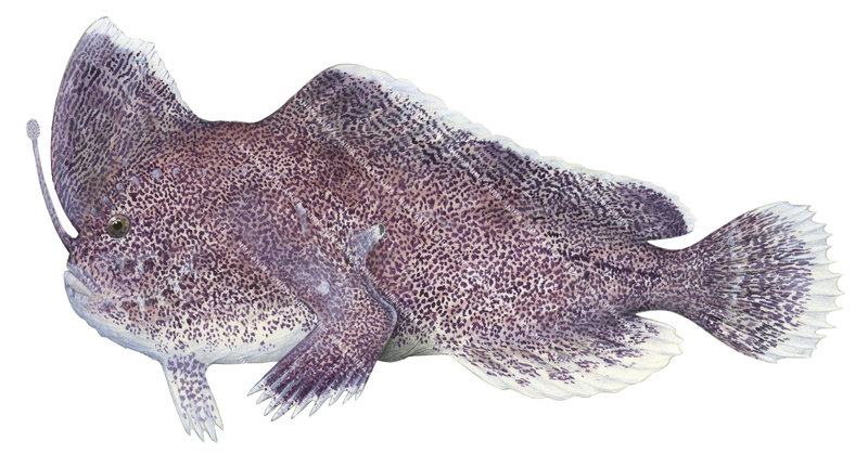 Ziebell's Handfish,Brown colour