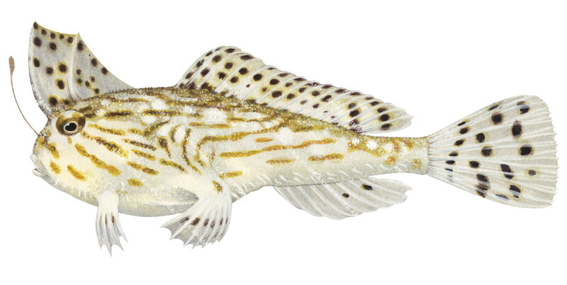 Australian Handfish