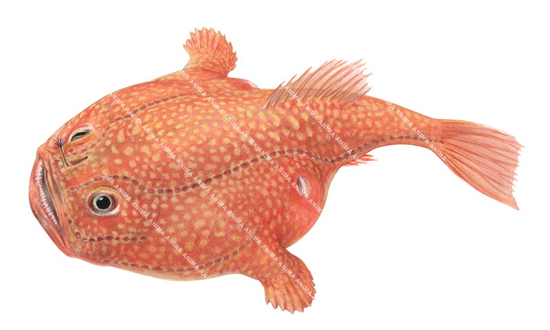 Realistic fish illustration of the Tasselled Coffinfish