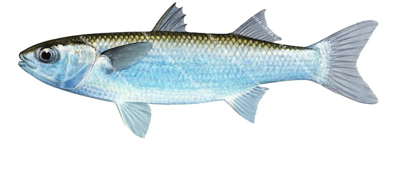 Sea Mullet/Mullet de Mer