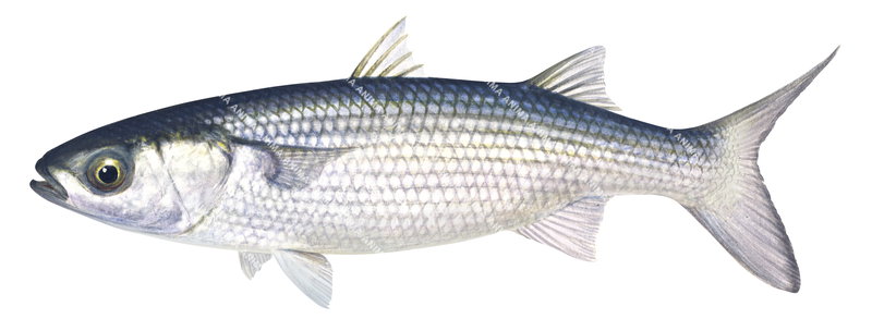 Thin-lipped Mullet/Mullet-porc