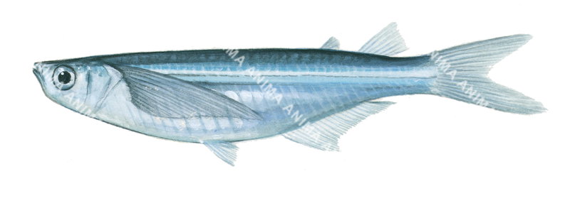 Panamanian Hardyhead