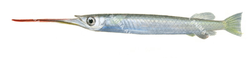 Duncker's Garfish