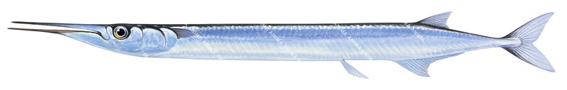 European Garfish/Orphie