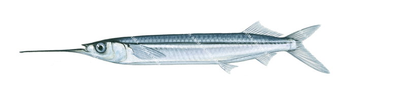 Jumping Garfish