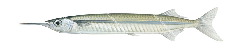 River Garfish