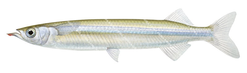 Snubnose Garfish