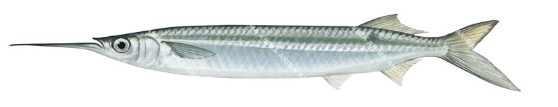Three-by-two Garfish, Side view