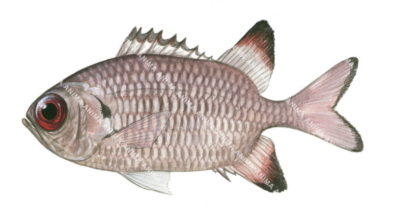 Shadowfin Soldierfish-2