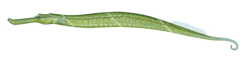 Double-end Pipefish
