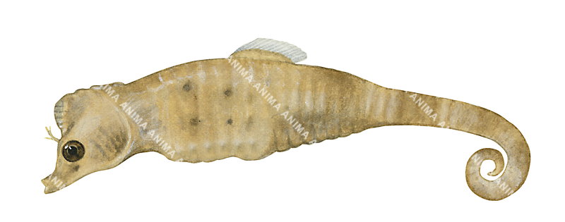 Helen's Pygmy Pipehorse