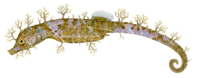 Southern Pygmy Pipehorse