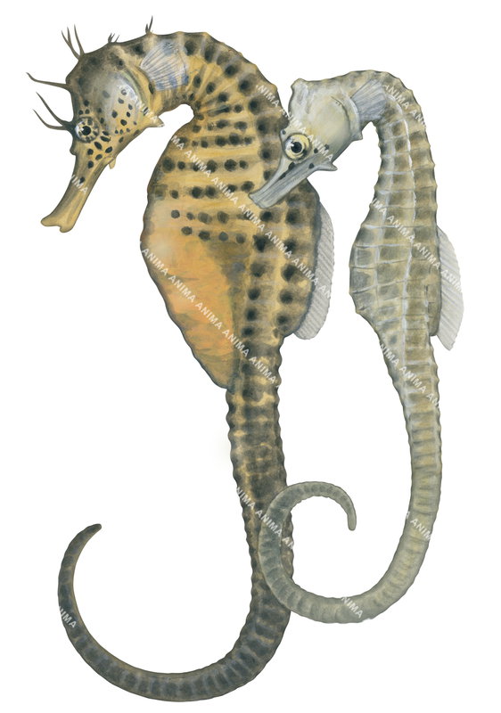 Bigbelly Seahorse, Adult and immature individual