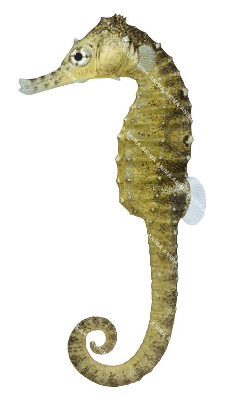 Flatfaced Seahorse