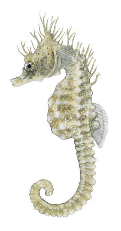 Shorthead Seahorse, Pale green colour