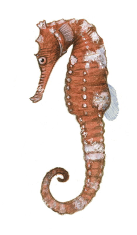 Western Spiny Seahorse,Female