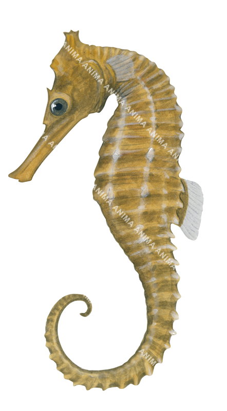 White's Seahorse