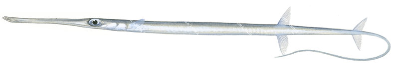 Smooth Flutemouth,Pale Colour