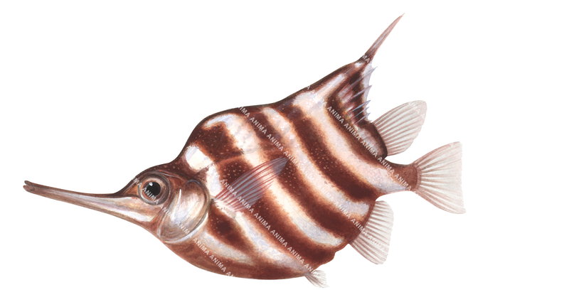 Realistic illustration of the Banded Bellowsfish,Centriscops humerosus
