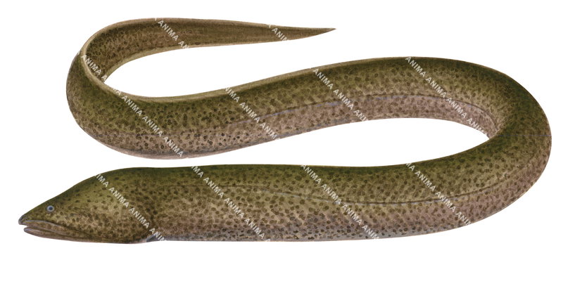 Realistic illustration of the Onegill Eel,Ophisternon bengalense