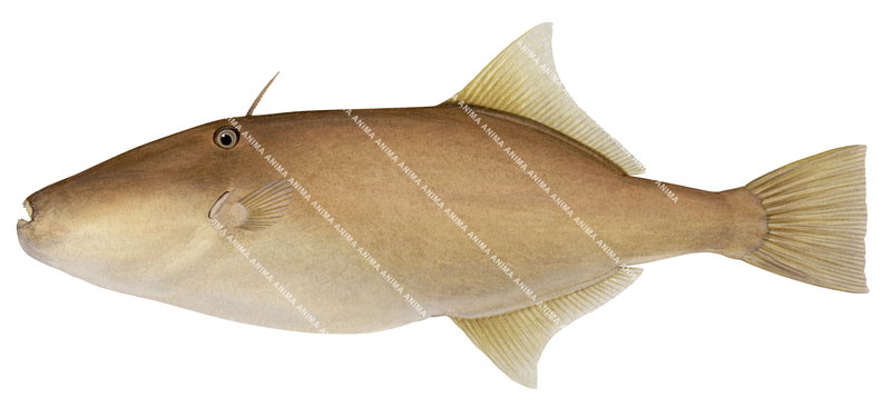 An accurate illustration of the Ocean Leatherjacket, Nelusetta ayraudi, side view with light brown colouring and small mouth.