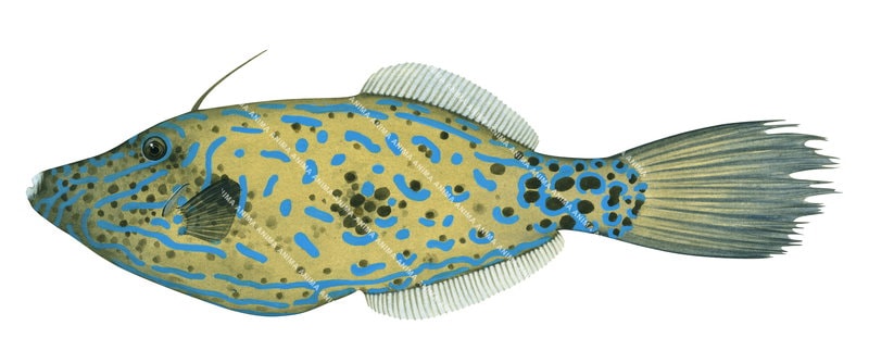 Scrawled Leatherjacket