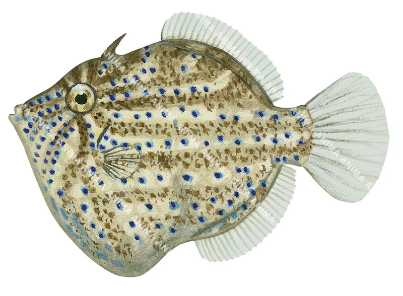 Southern Pygmy Leatherjacket