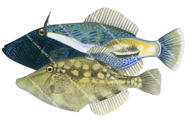 Toothbrush Leatherjacket,Male and Female
