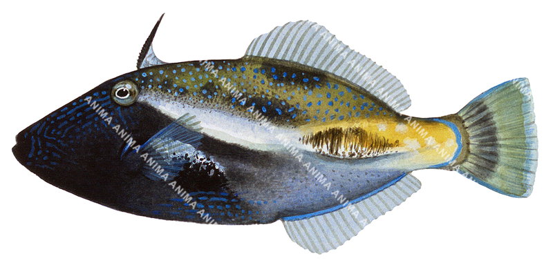 Toothbrush Leatherjacket