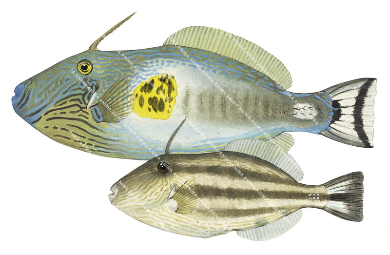 Illustration of Sixspine Leatherjacket showing both adult and juvenile forms with blue and yellow coloration for the adult and brown colour for the juvenile.