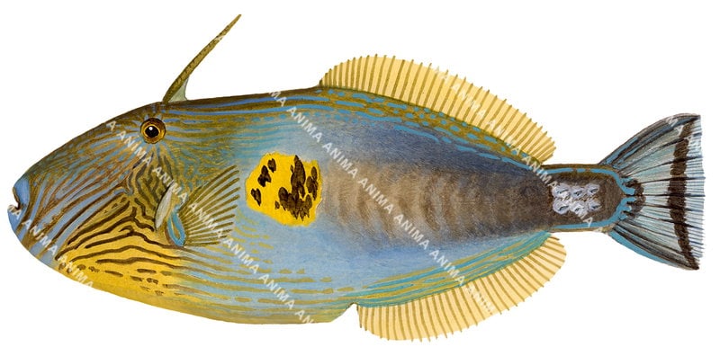 Sixspine Leatherjacket