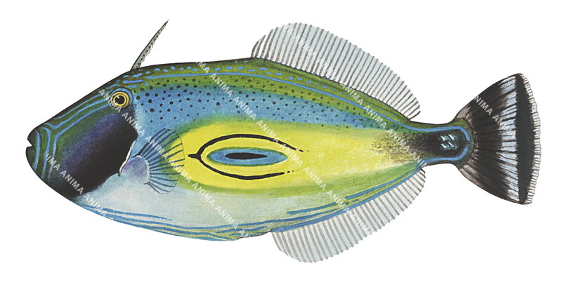 Horseshoe Leatherjacket