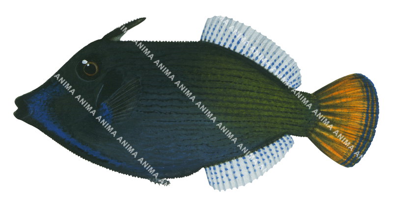 Gillblotch Leatherjacket