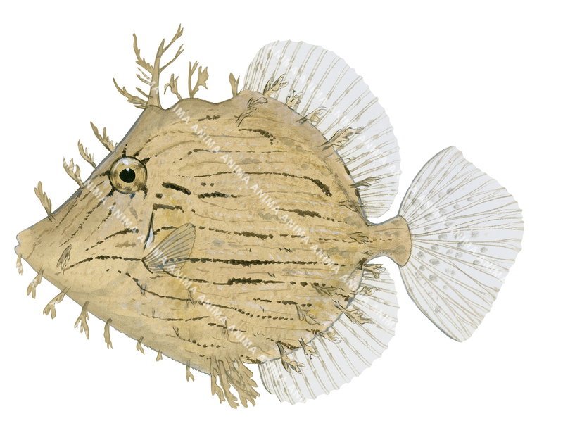 Tasselled Leatherjacket