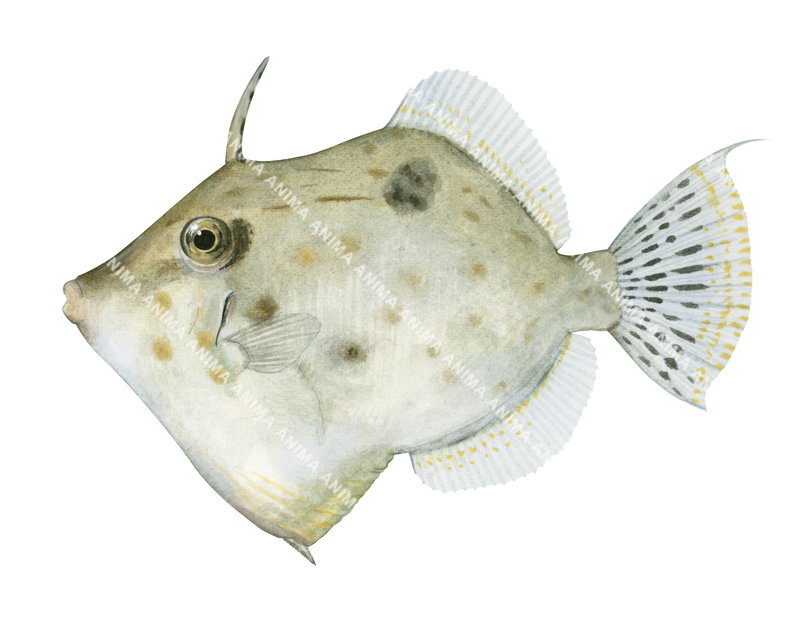 Threadfin Leatherjacket