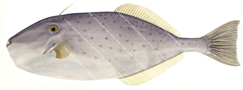 Unicorn Leatherjacket