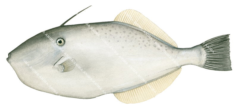 Unicorn Leatherjacket-1