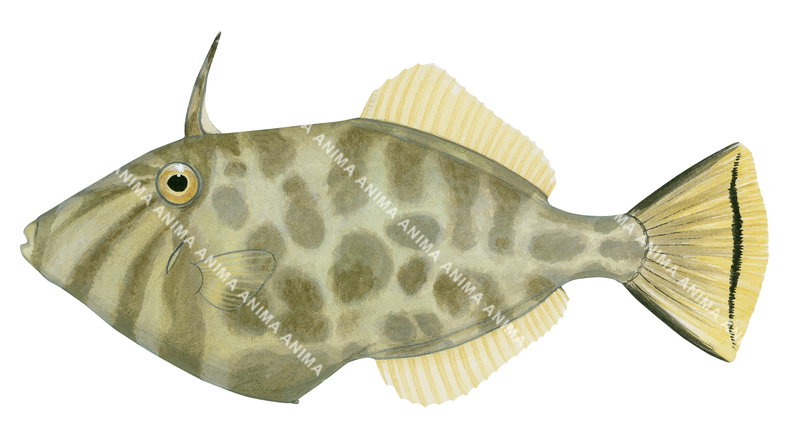 Velvet Leatherjacket