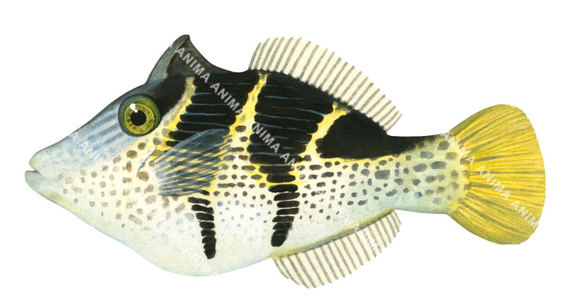 An accurate illustration of the Blacksaddle Filefish,Paraluteres prionurus, side view on white background, colourful.